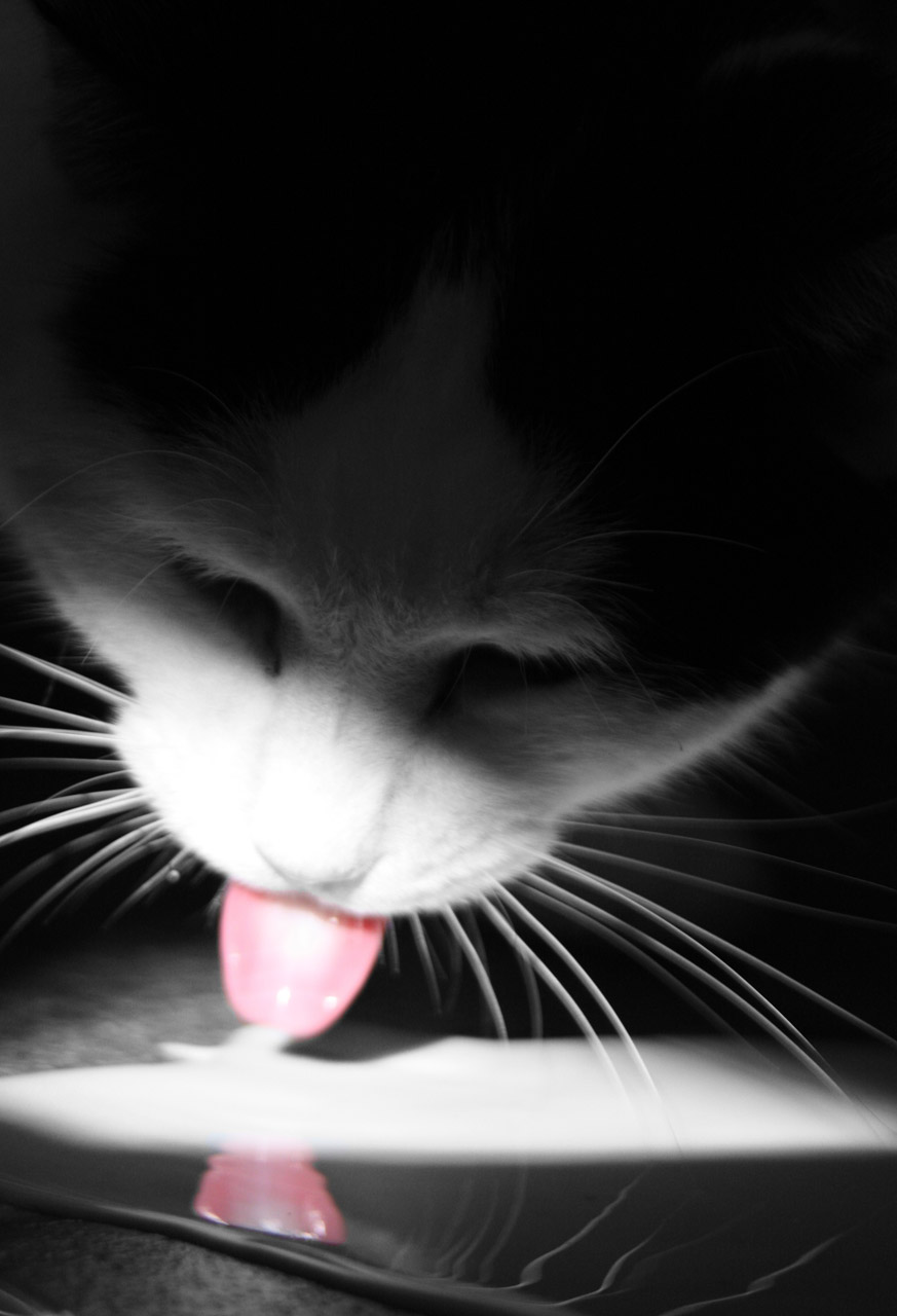 cat milk lick free photo