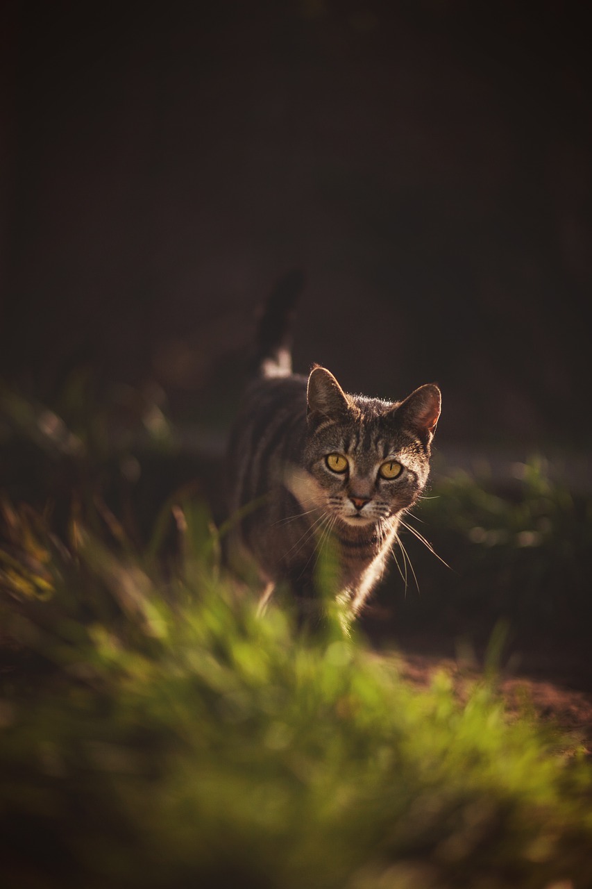 cat prowl garden free photo