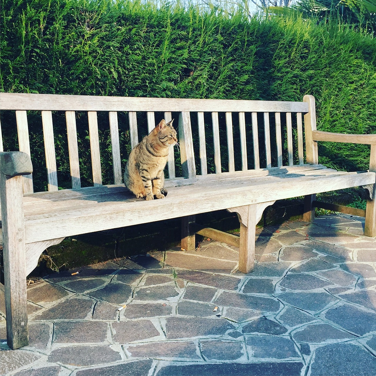 cat solitude bench free photo