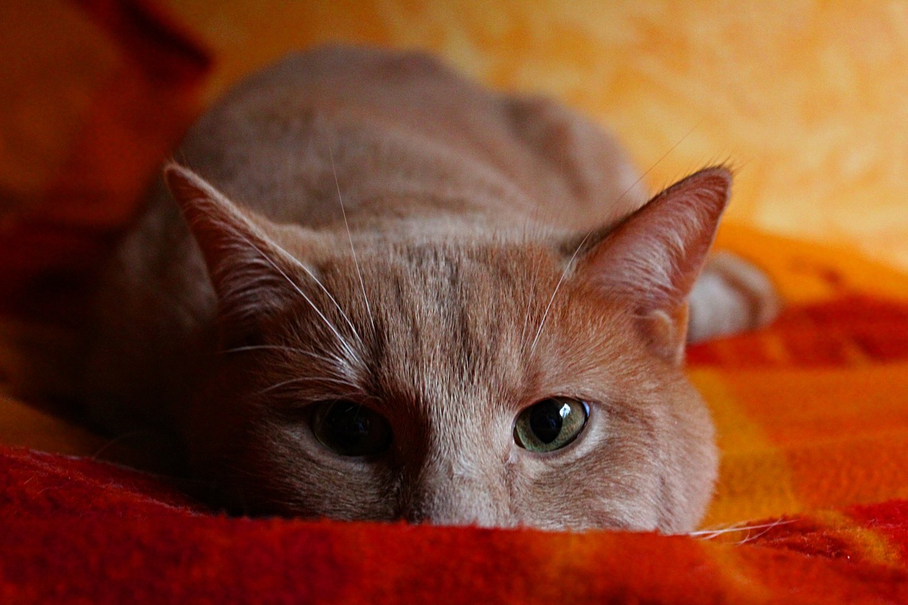 cat lying domestic cat free photo