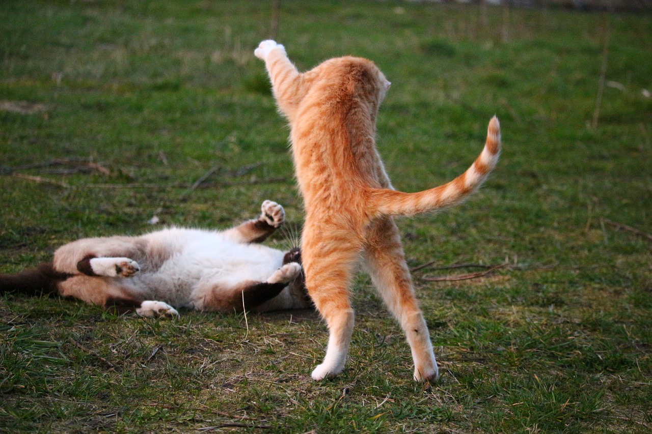 cat kitten fight free photo