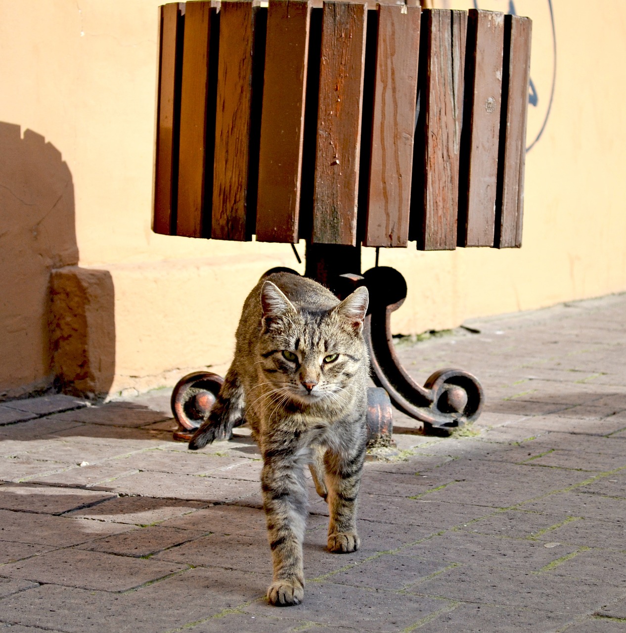 cat street view free photo