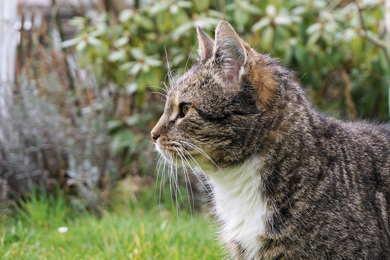 cat fur domestic cat free photo