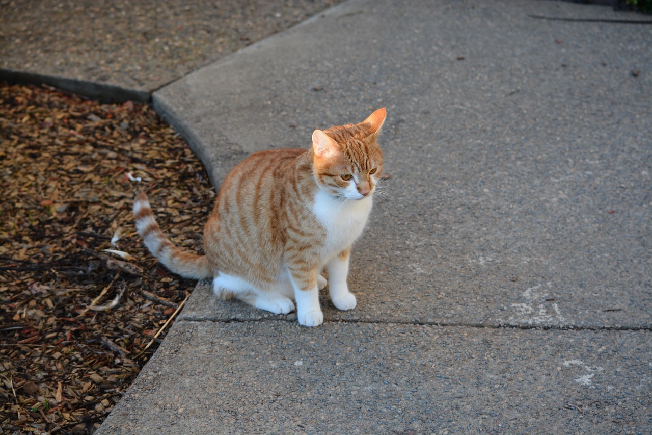 cat standing feline free photo