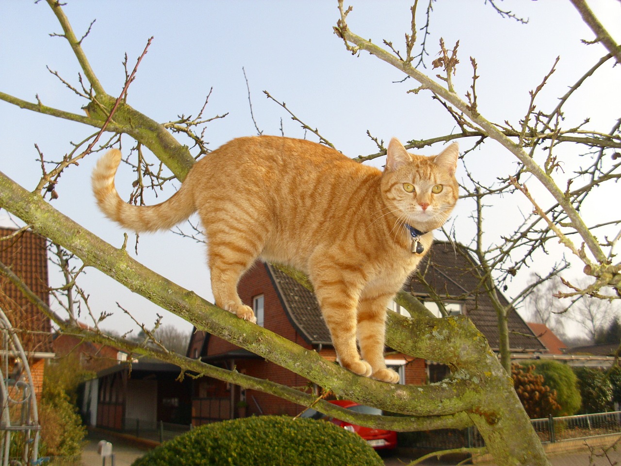 cat red mackerel tabby red cat free photo