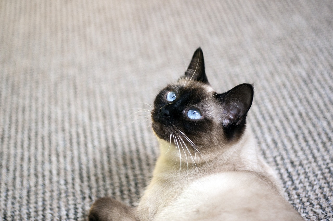 cat thai cat siamese free photo