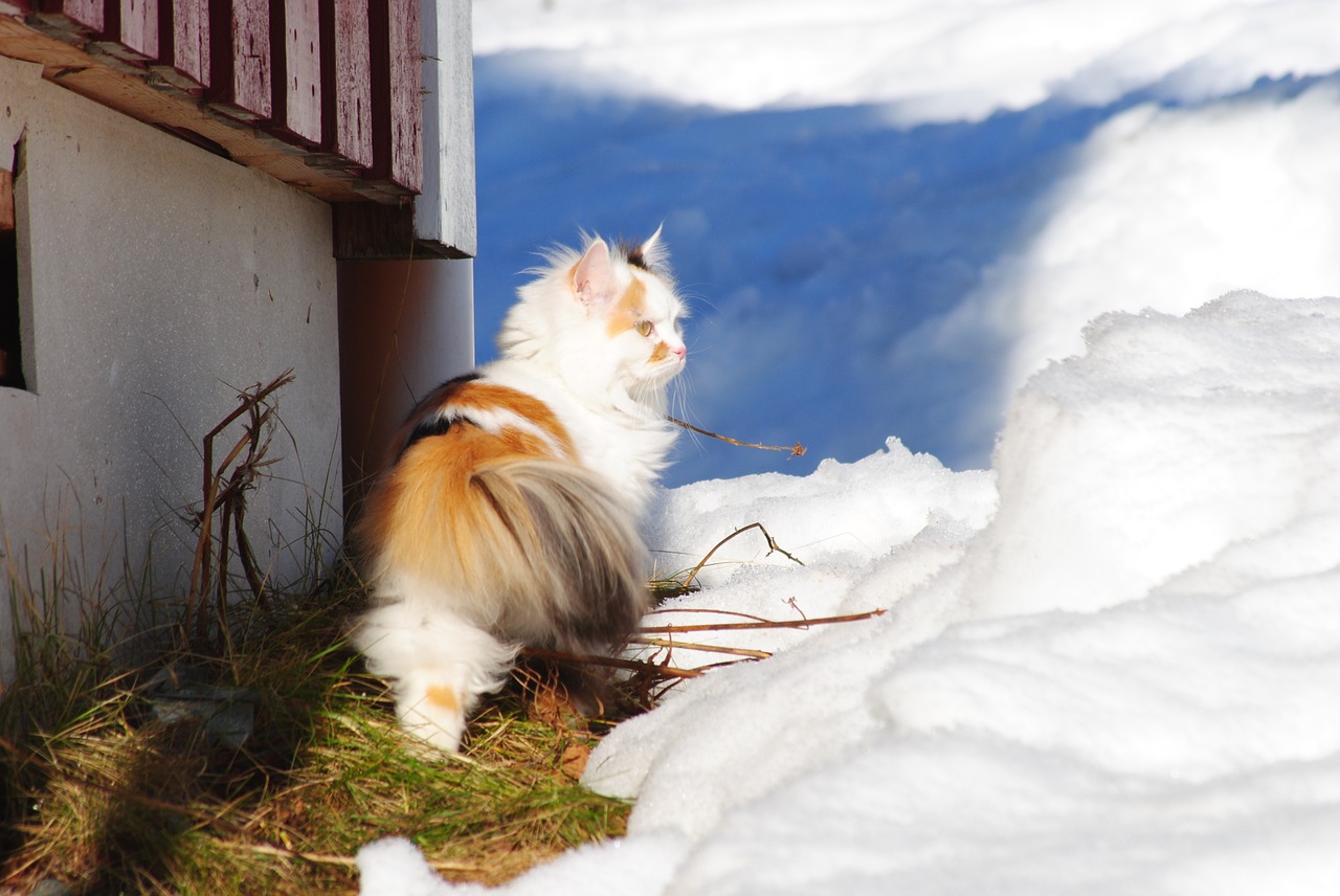 cat cat in snow white cat free photo