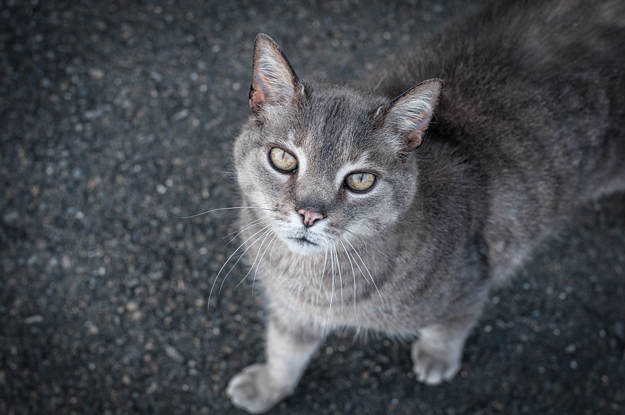 cat grey cat pet free photo