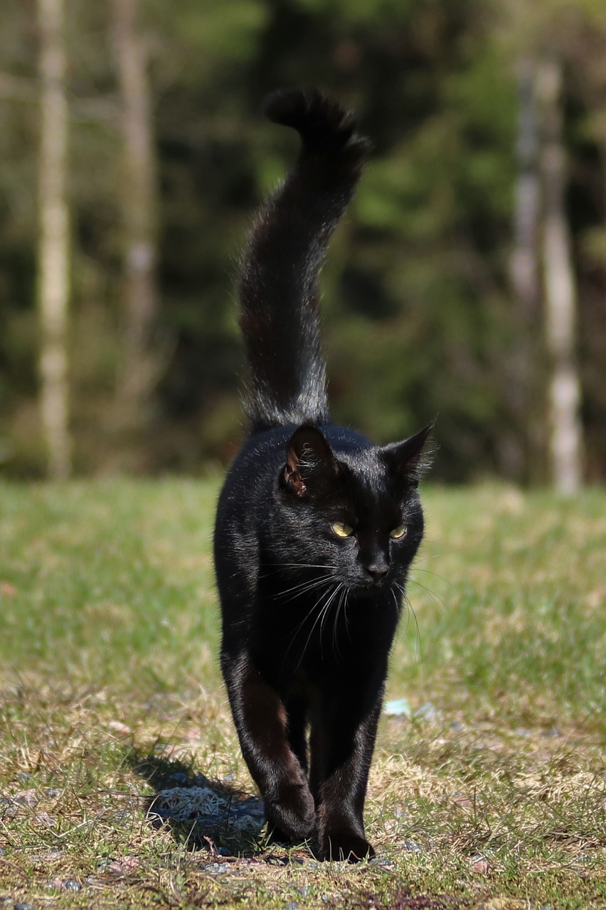 cat black cat animal free photo