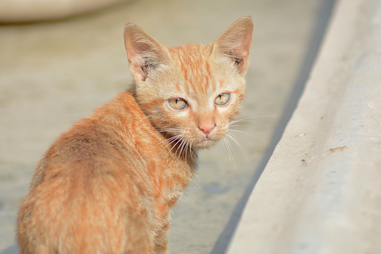 cat animal angry free photo