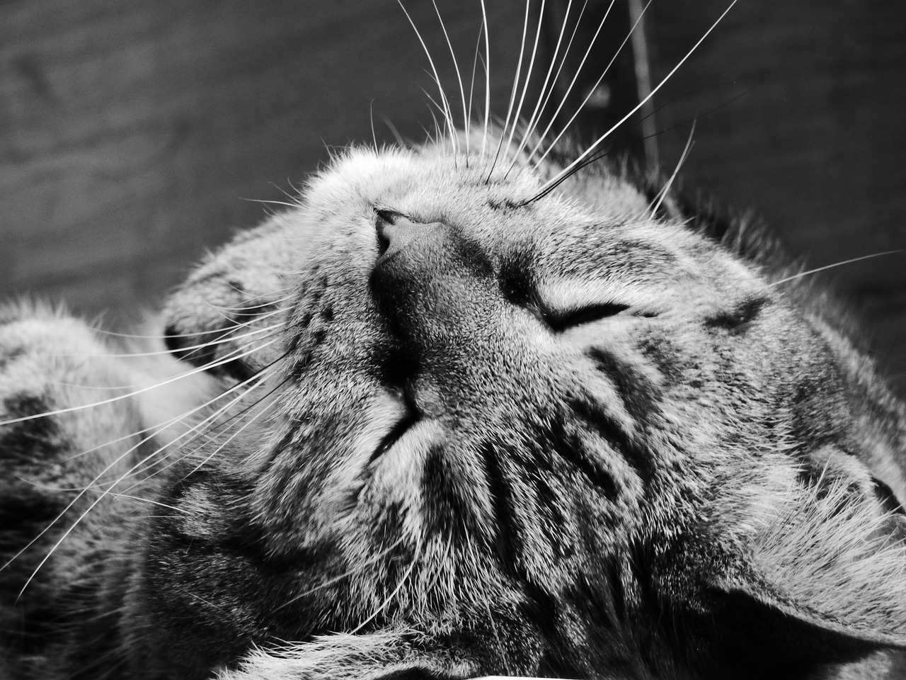 cat tabby feline free photo