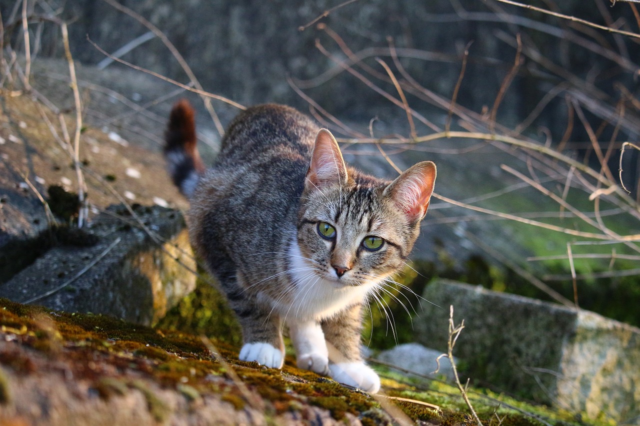 cat kitten mieze free photo