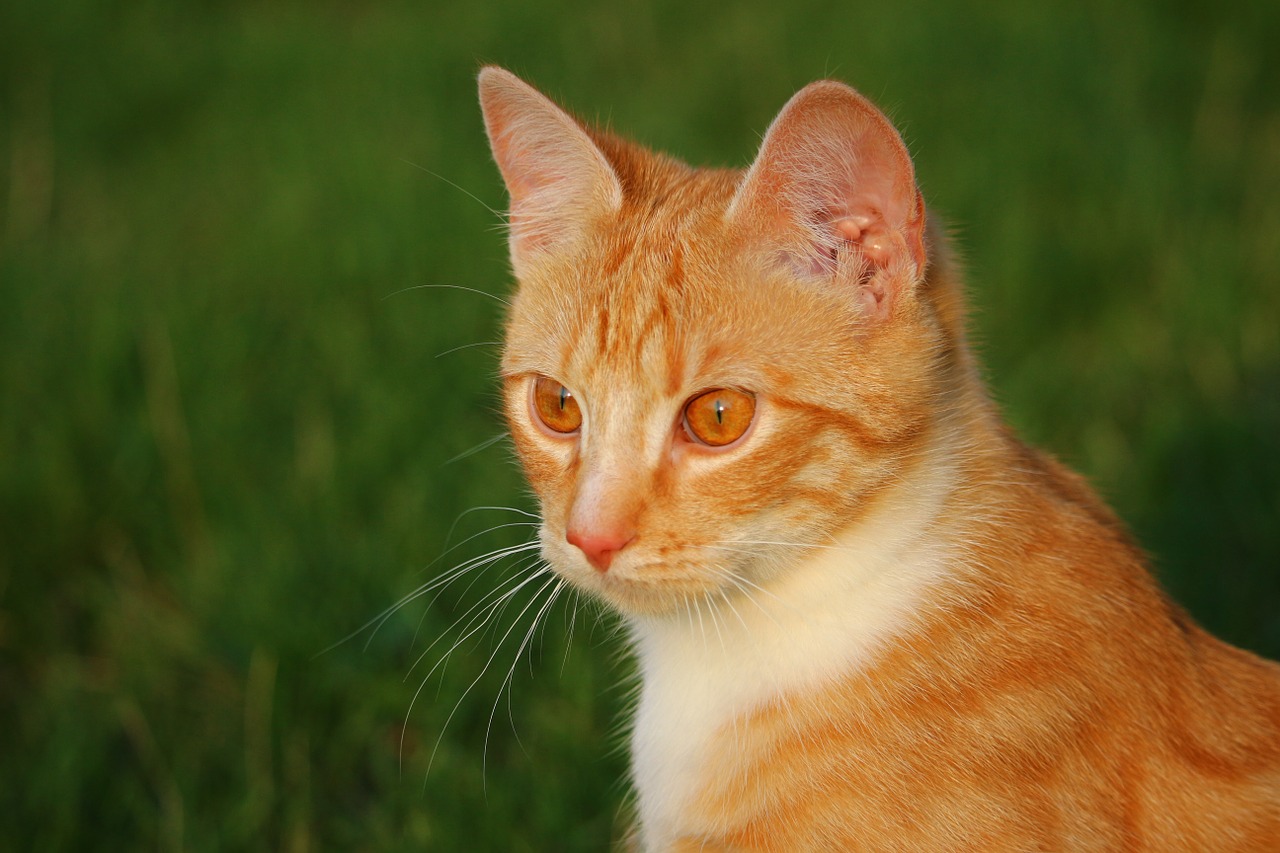 cat kitten red mackerel tabby free photo