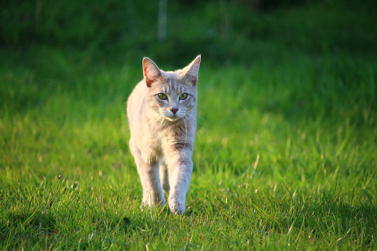 cat kitten mackerel free photo