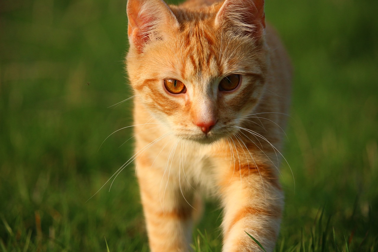 cat kitten red mackerel tabby free photo