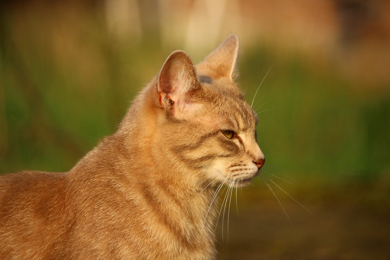 cat kitten mackerel free photo