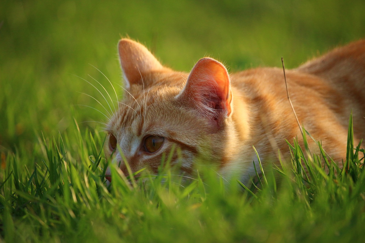 cat kitten red mackerel tabby free photo