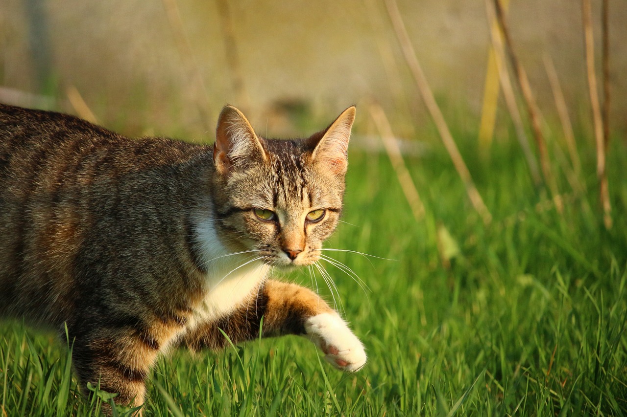 cat kitten mackerel free photo