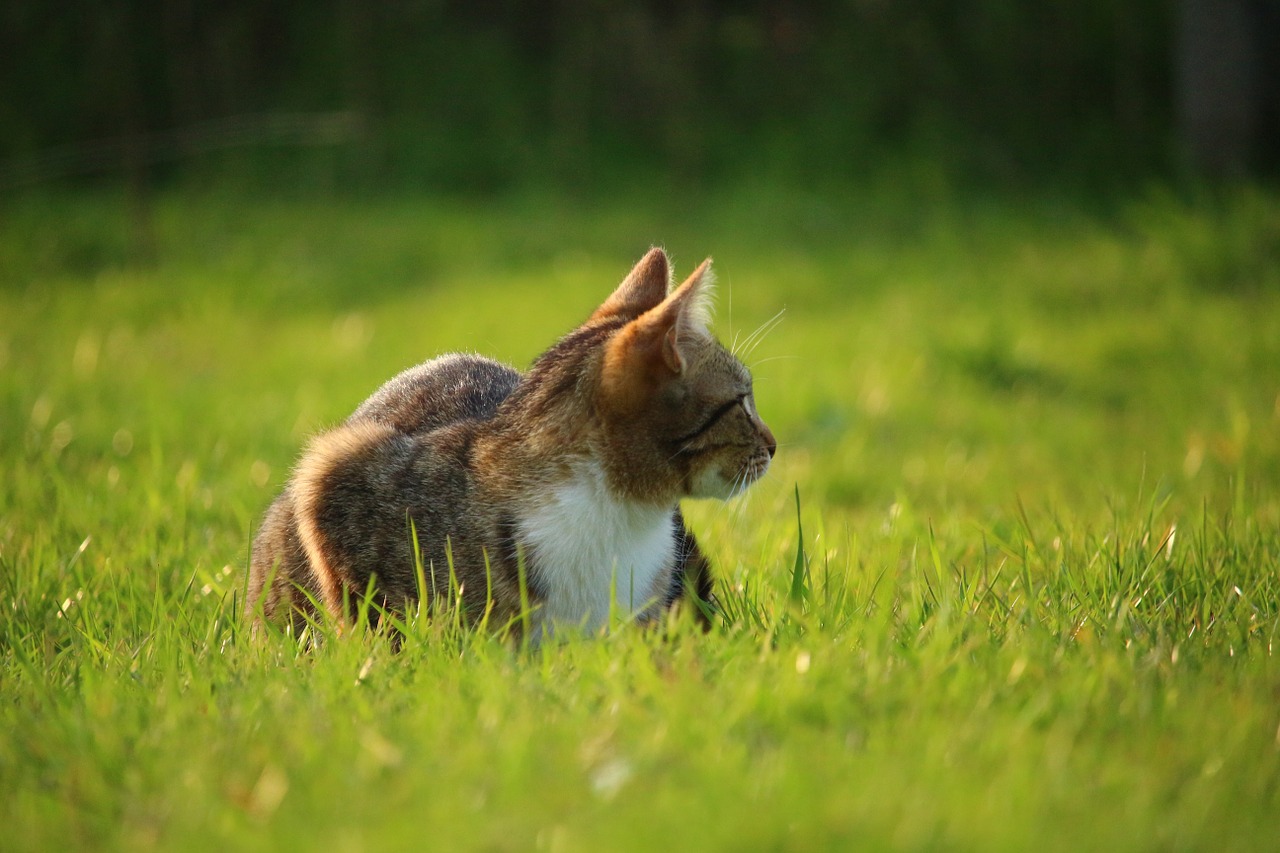 cat mieze kitten free photo