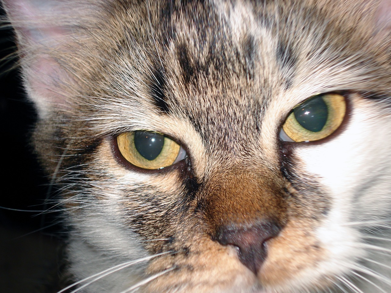 cat cat close up pet free photo