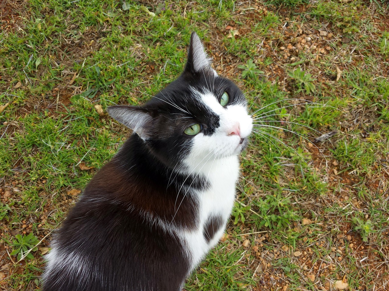 cat field green eyes free photo