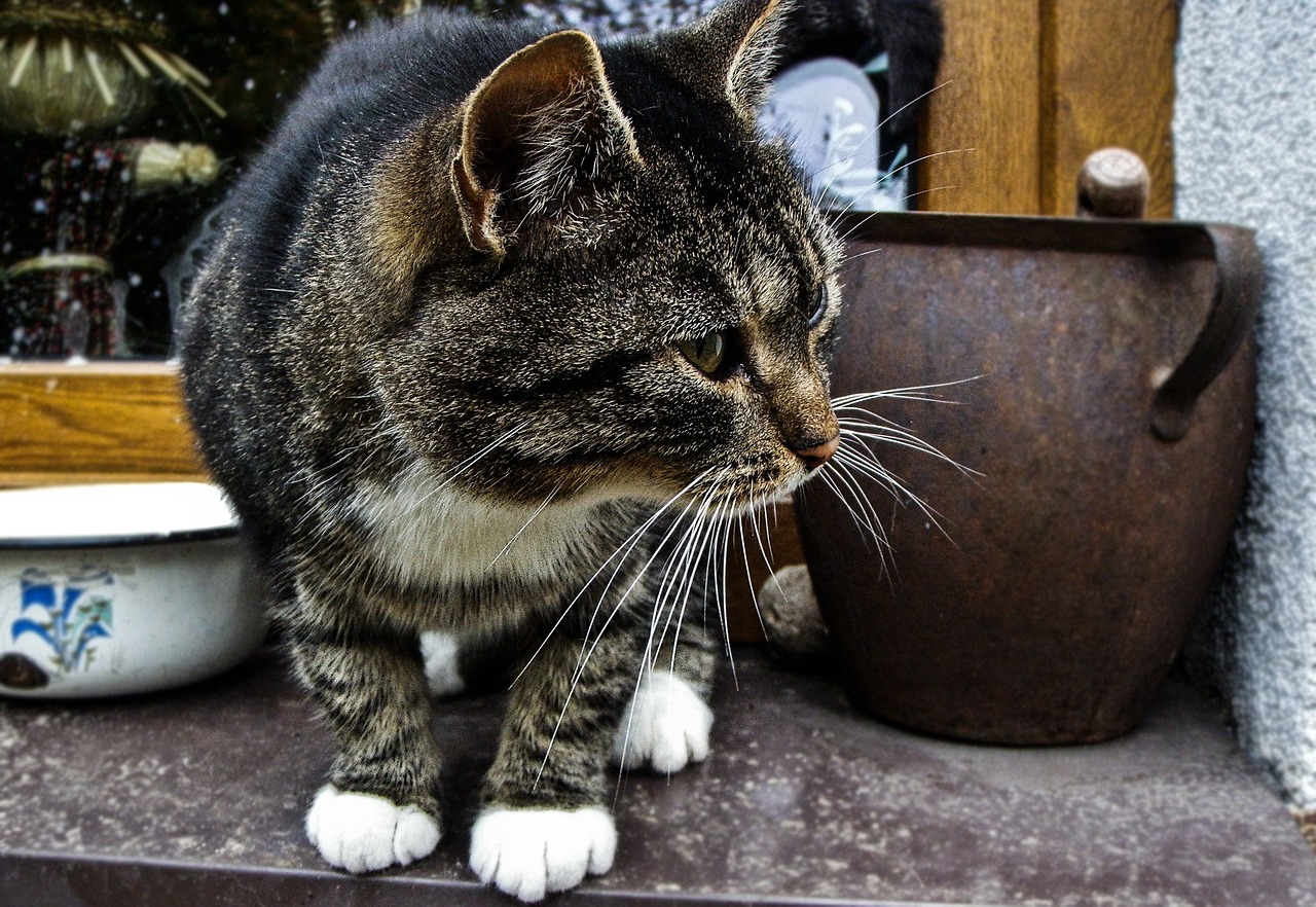 cat countryside country free photo