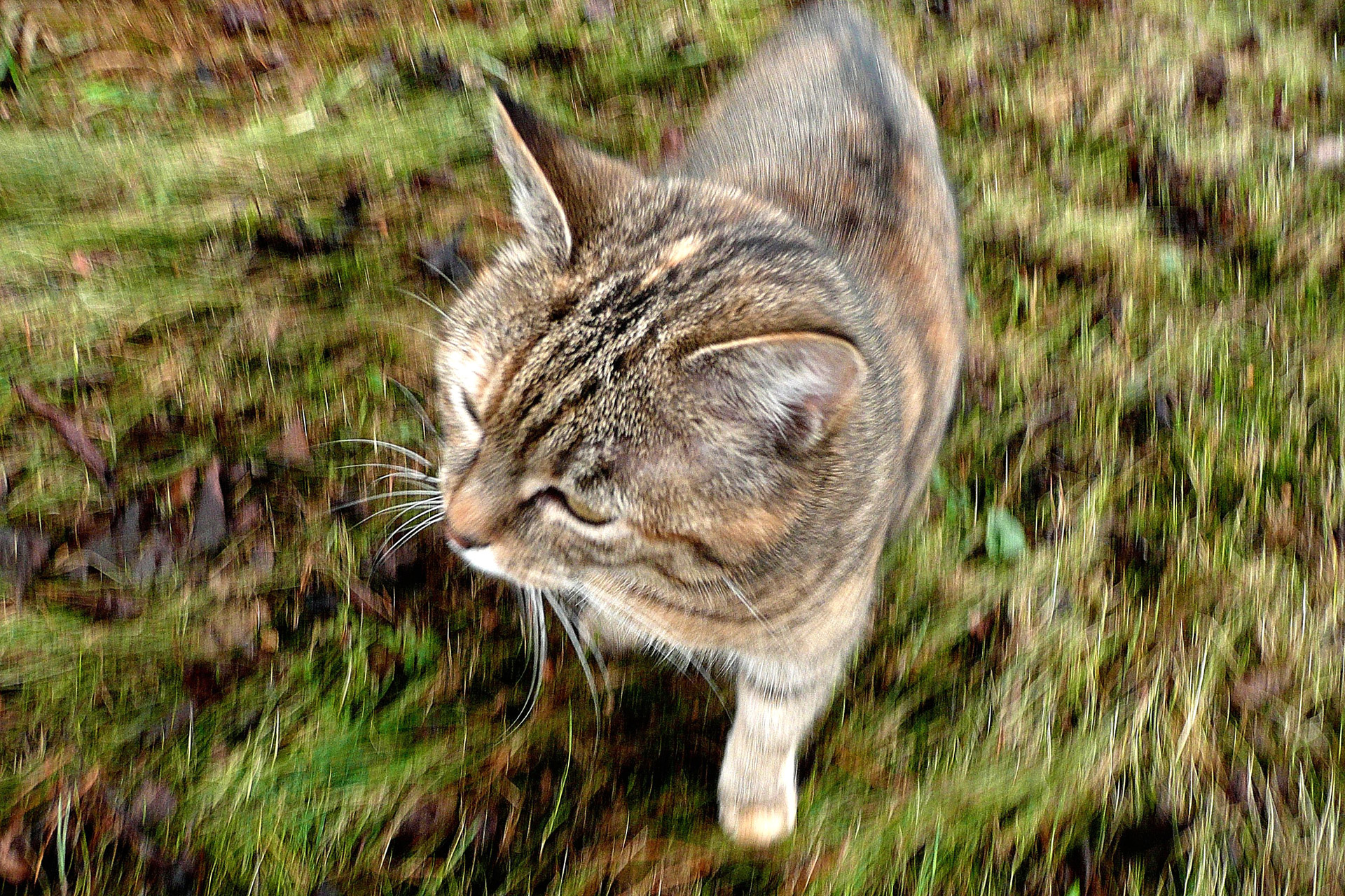 cat background animal free photo