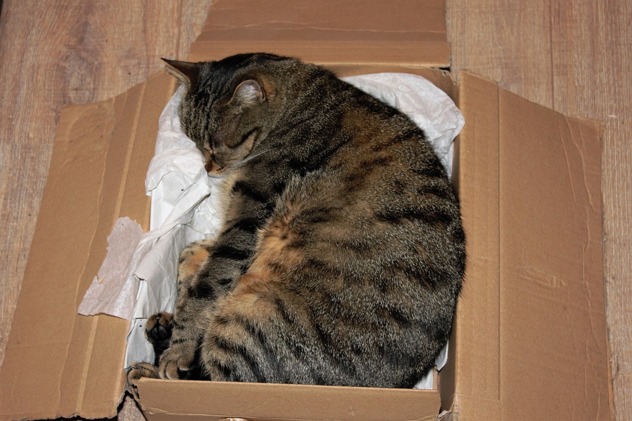 cat cardboard domestic cat free photo