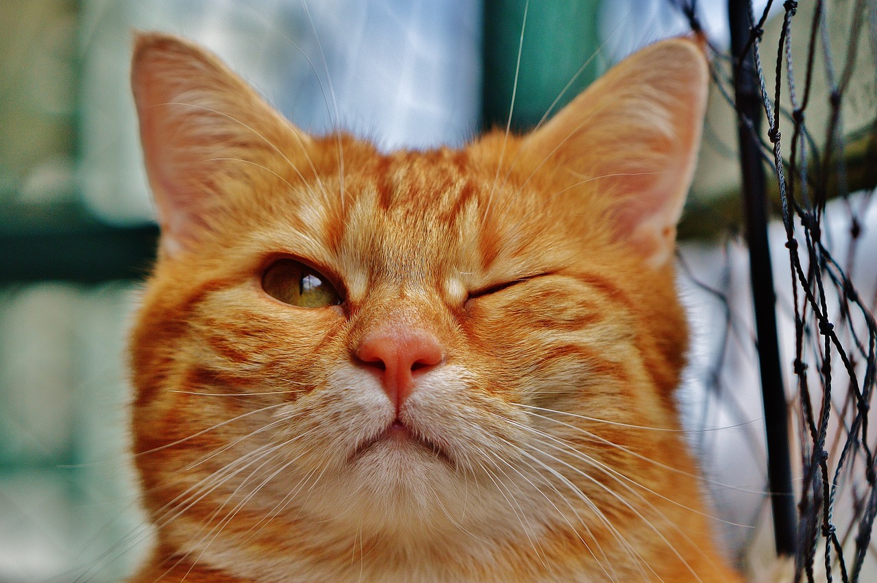 cat wink funny free photo