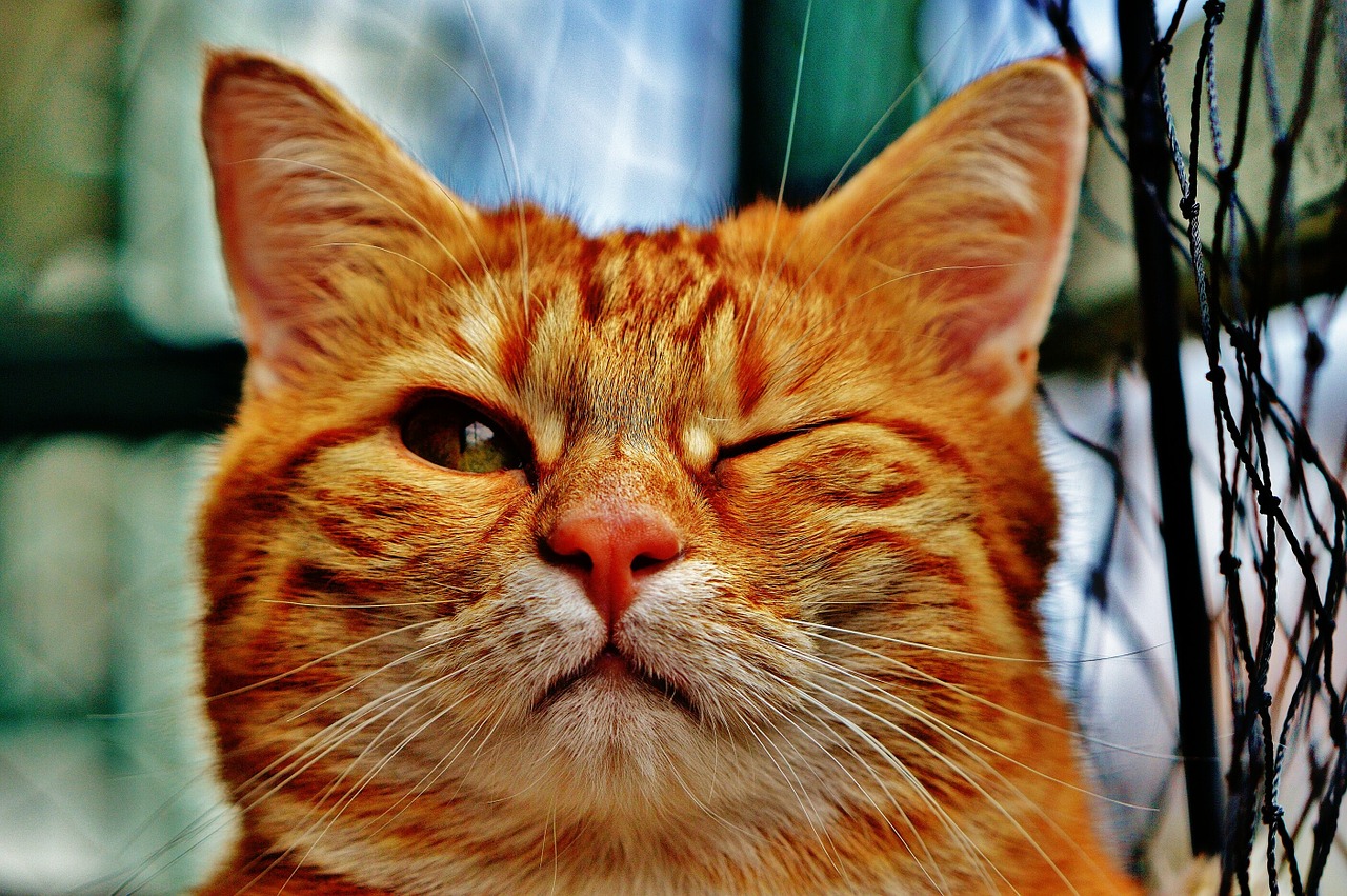 cat wink funny free photo