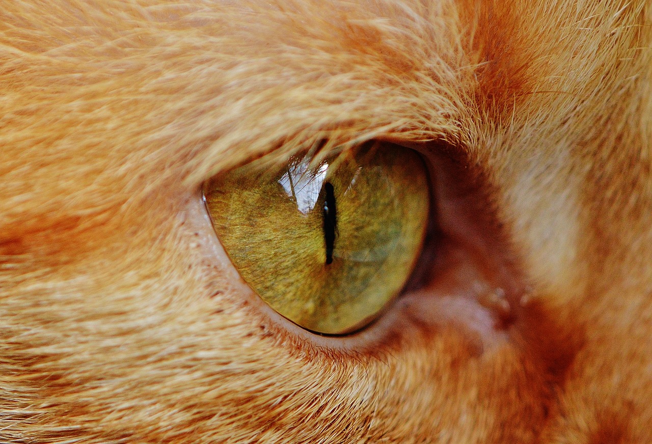 cat eye close free photo
