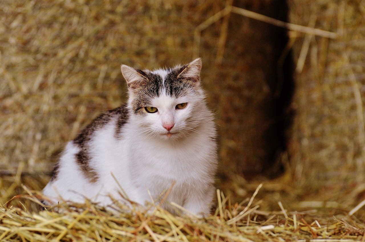 cat farm wildlife photography free photo