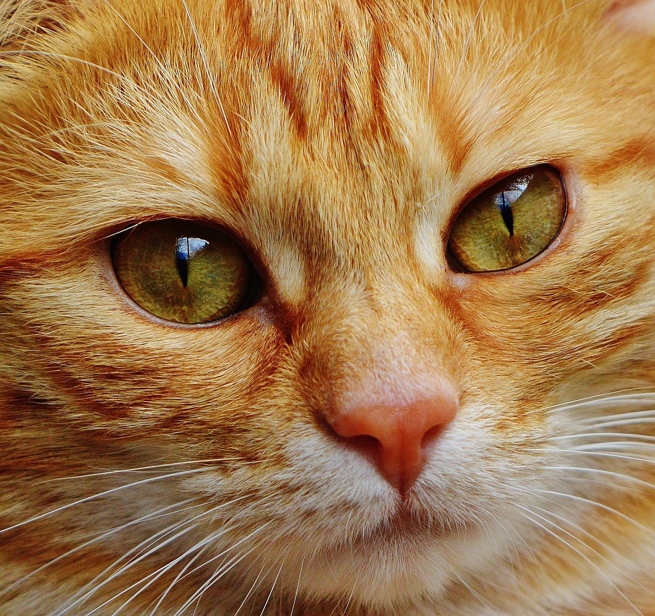 猫眼睛 猫眼睛大全jpg图片免费下载_编号1pehre02z_图精灵