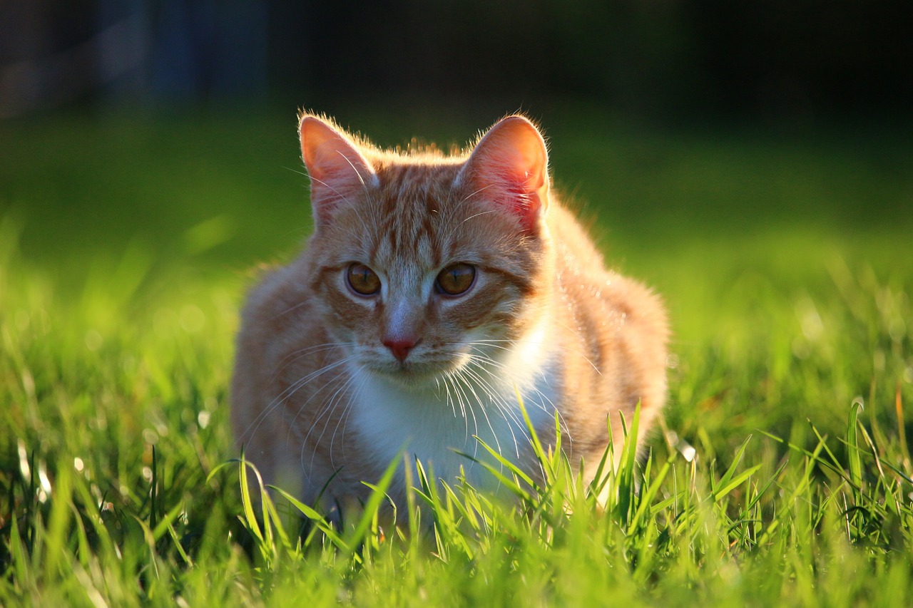 cat kitten red mackerel tabby free photo