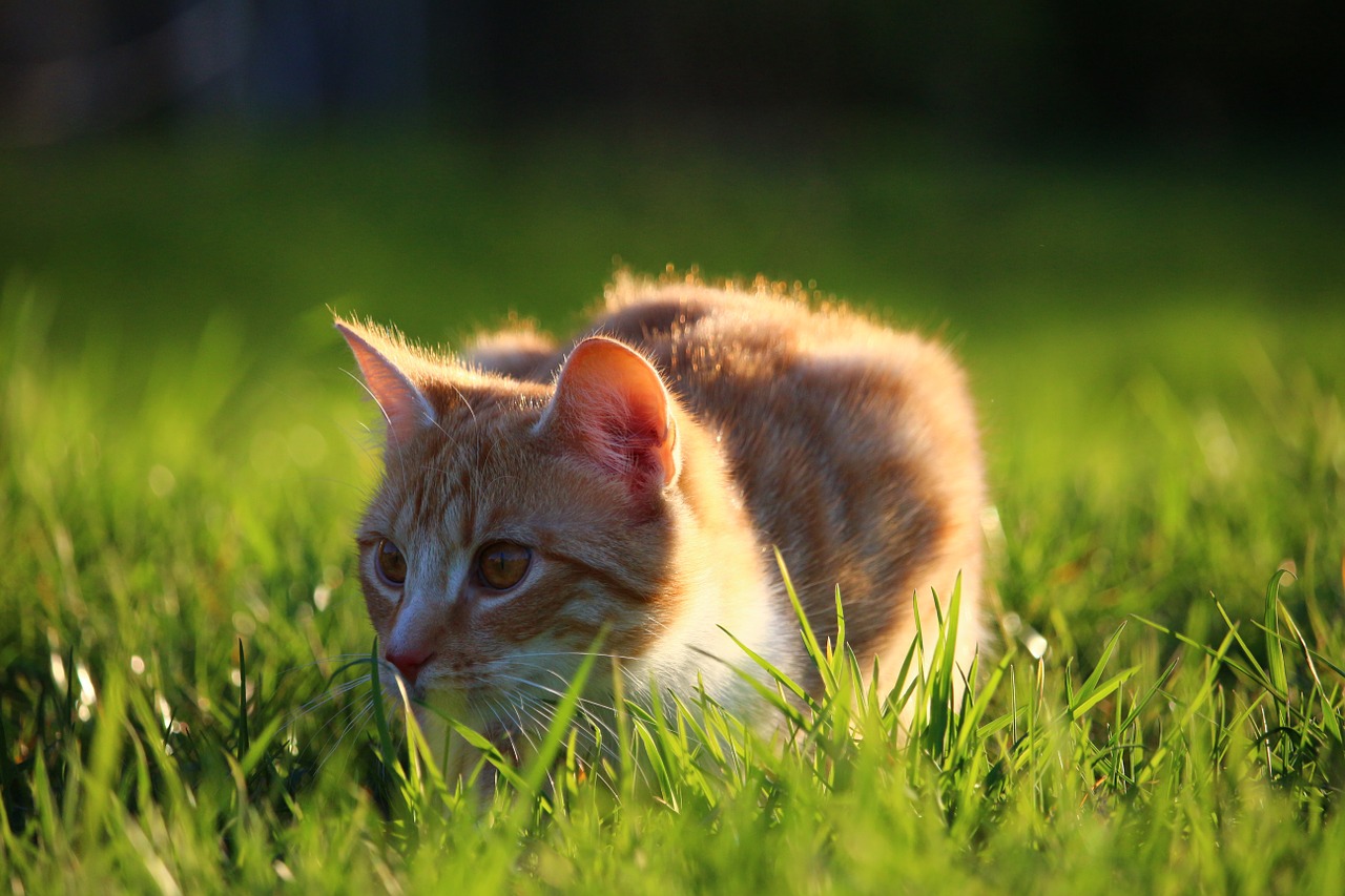 cat kitten red mackerel tabby free photo