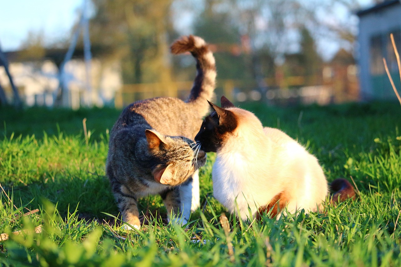 cat kitten mieze free photo