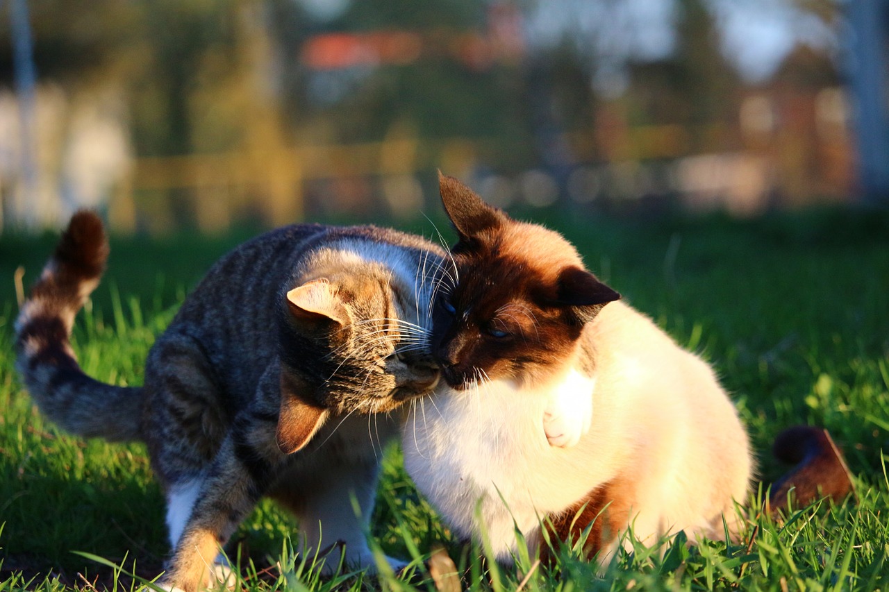 cat kitten mieze free photo