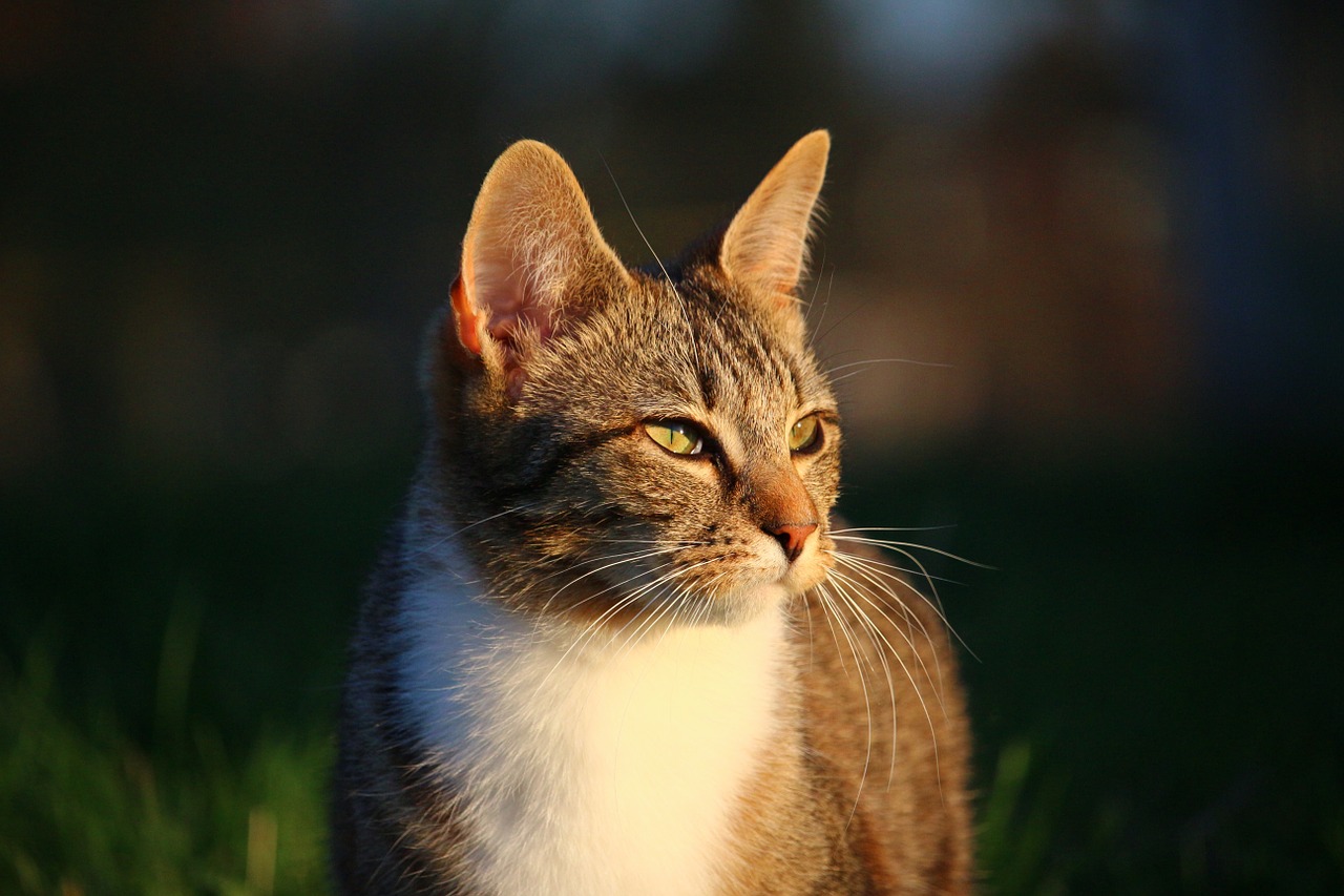 cat kitten mieze free photo