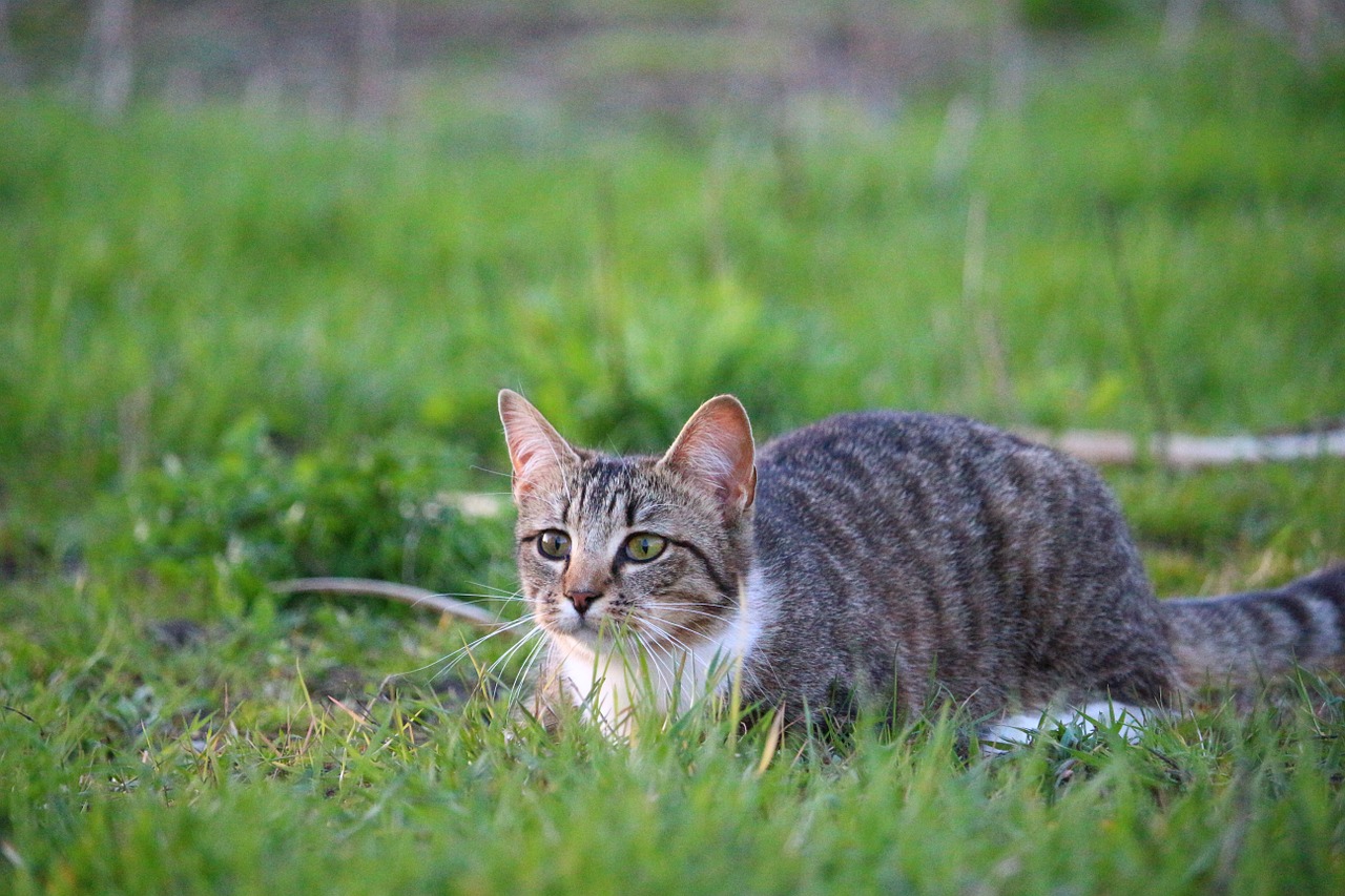 cat kitten mieze free photo