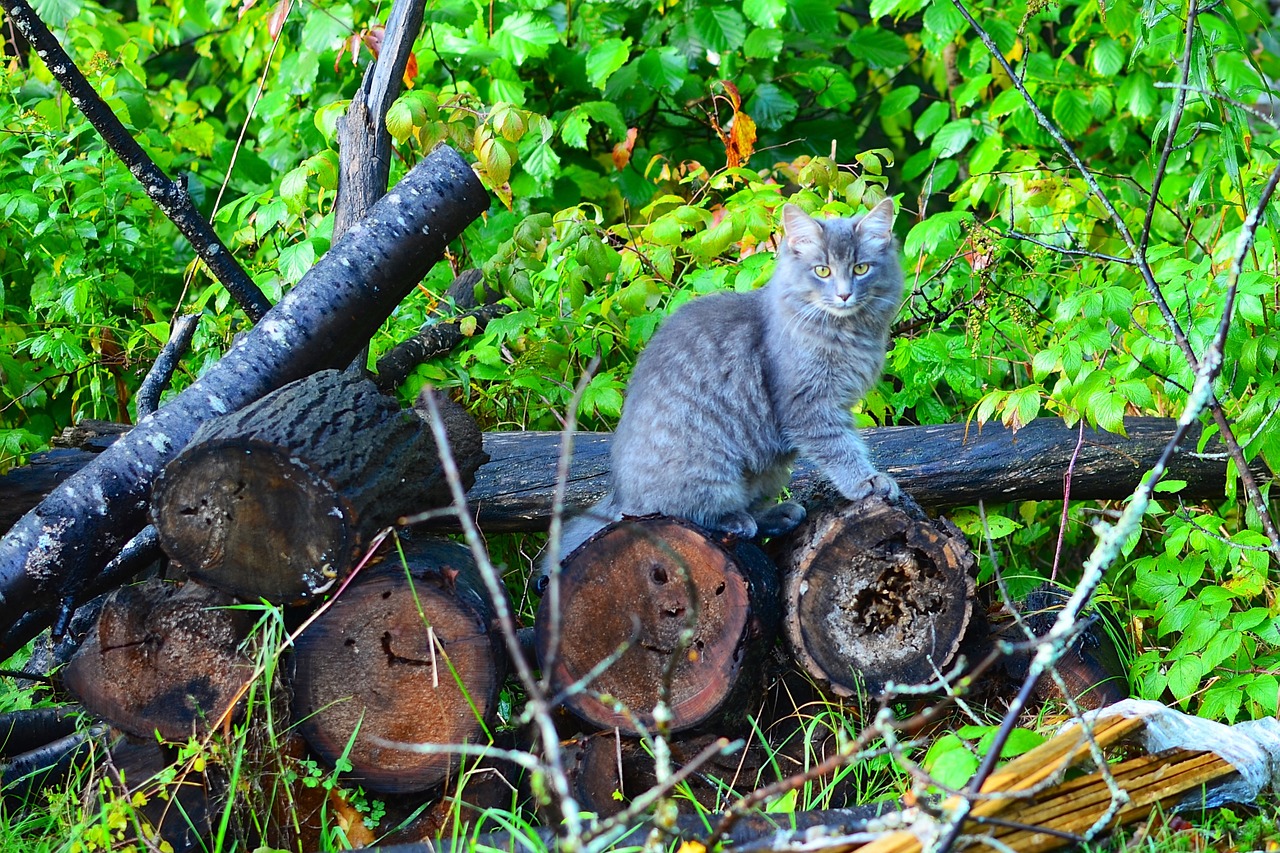 wood tree trunk animal free photo