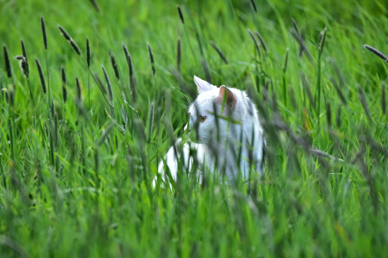 cat grass green free photo