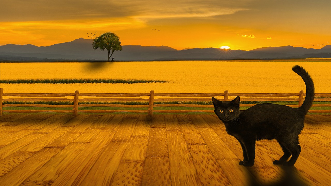 cat landscape sunset free photo