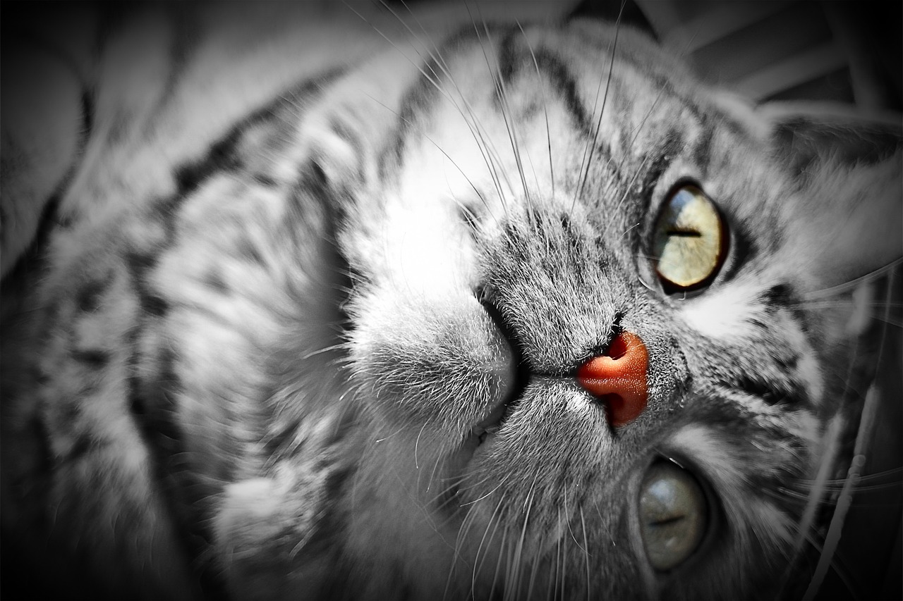 cat domestic cat cat face free photo