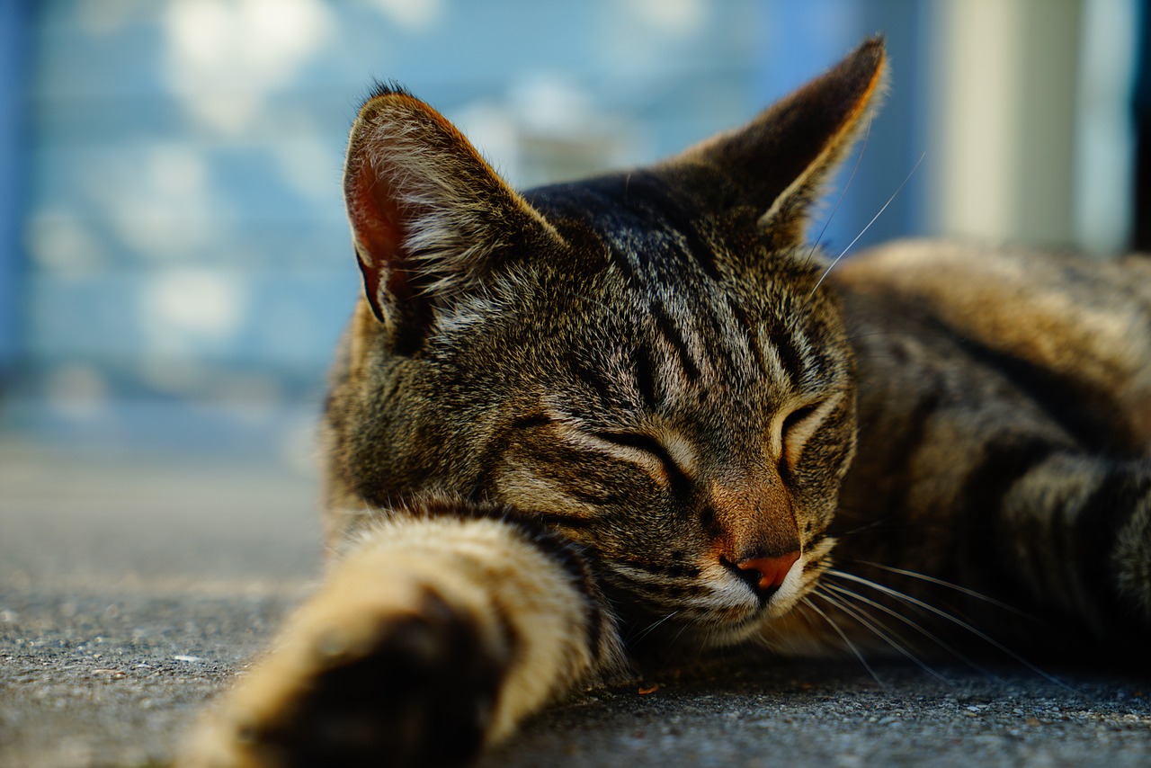 cat head sleep free photo