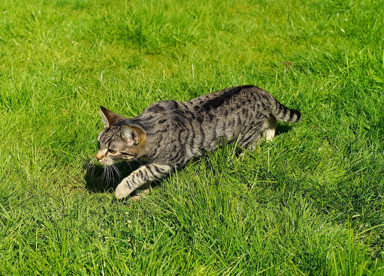 cat domestic cat garden free photo