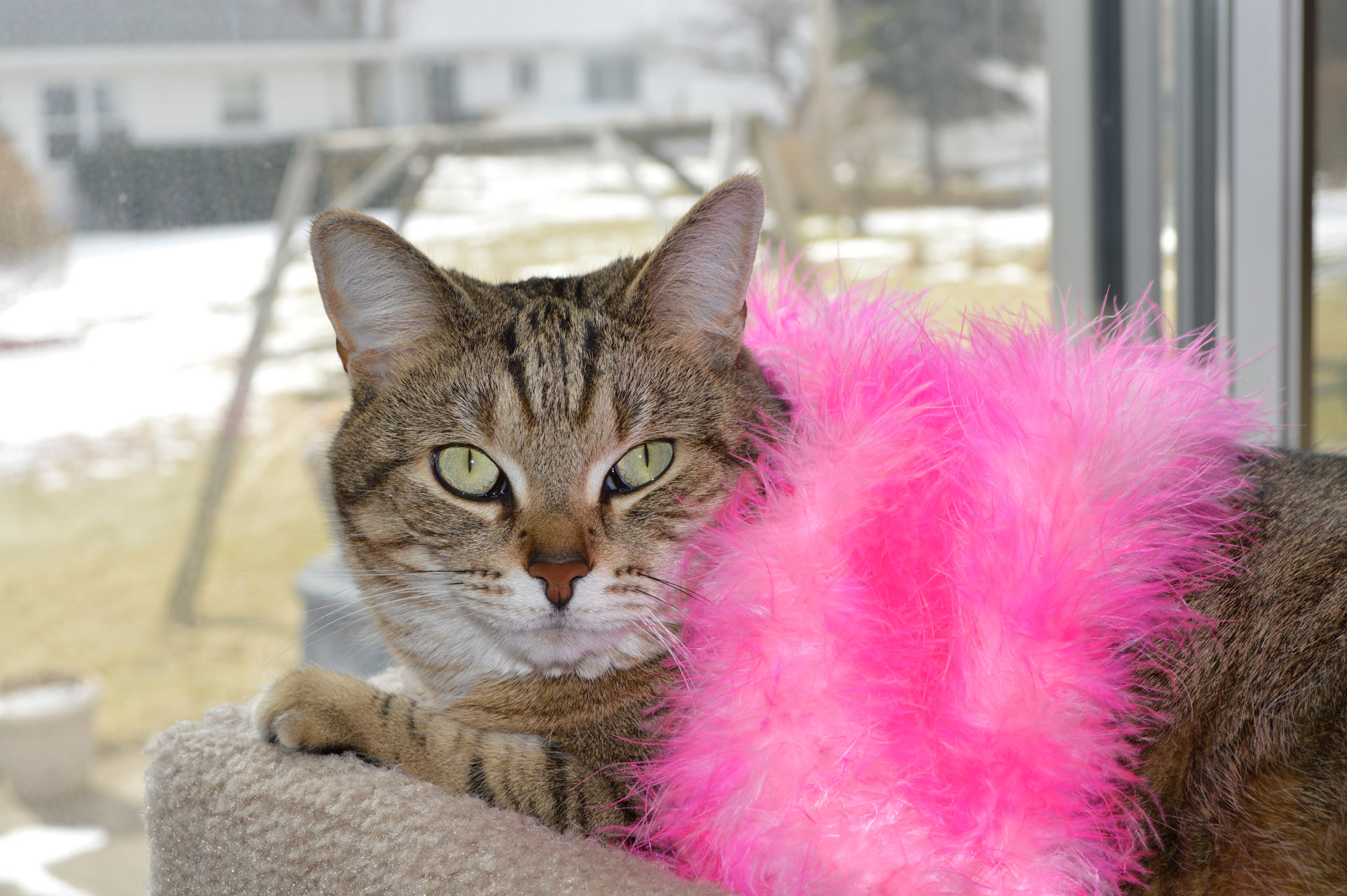 cat pink feather free photo