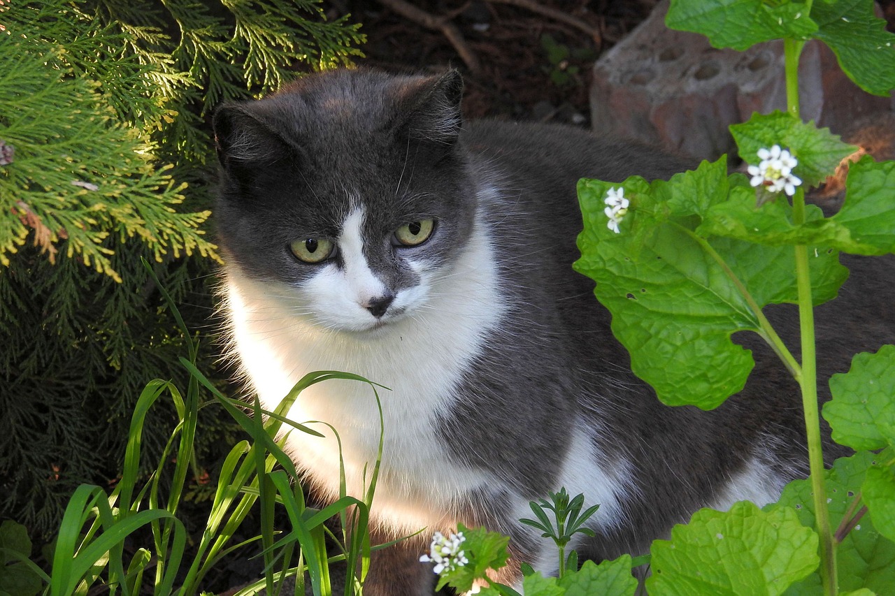 cat pet domestic cat free photo