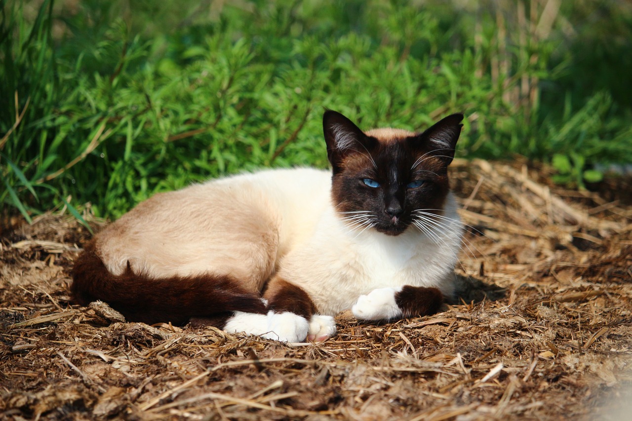 cat kitten mieze free photo