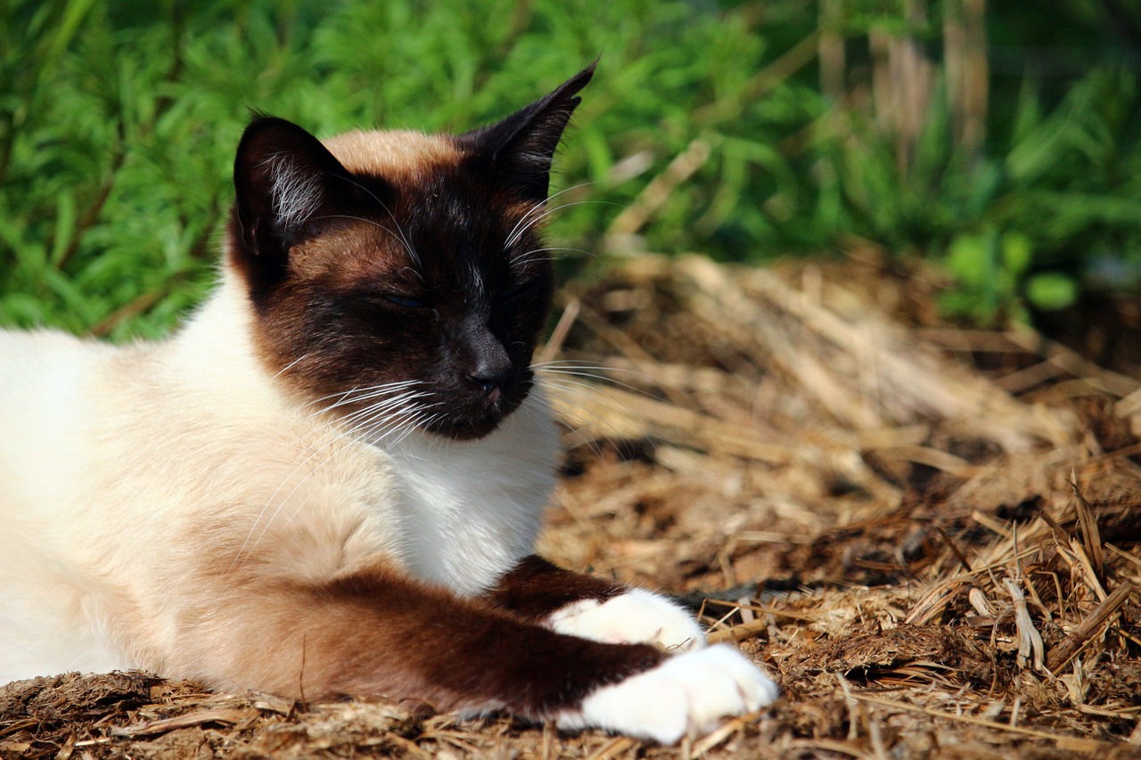 cat kitten mieze free photo