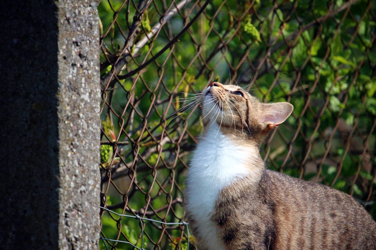 cat kitten mieze free photo